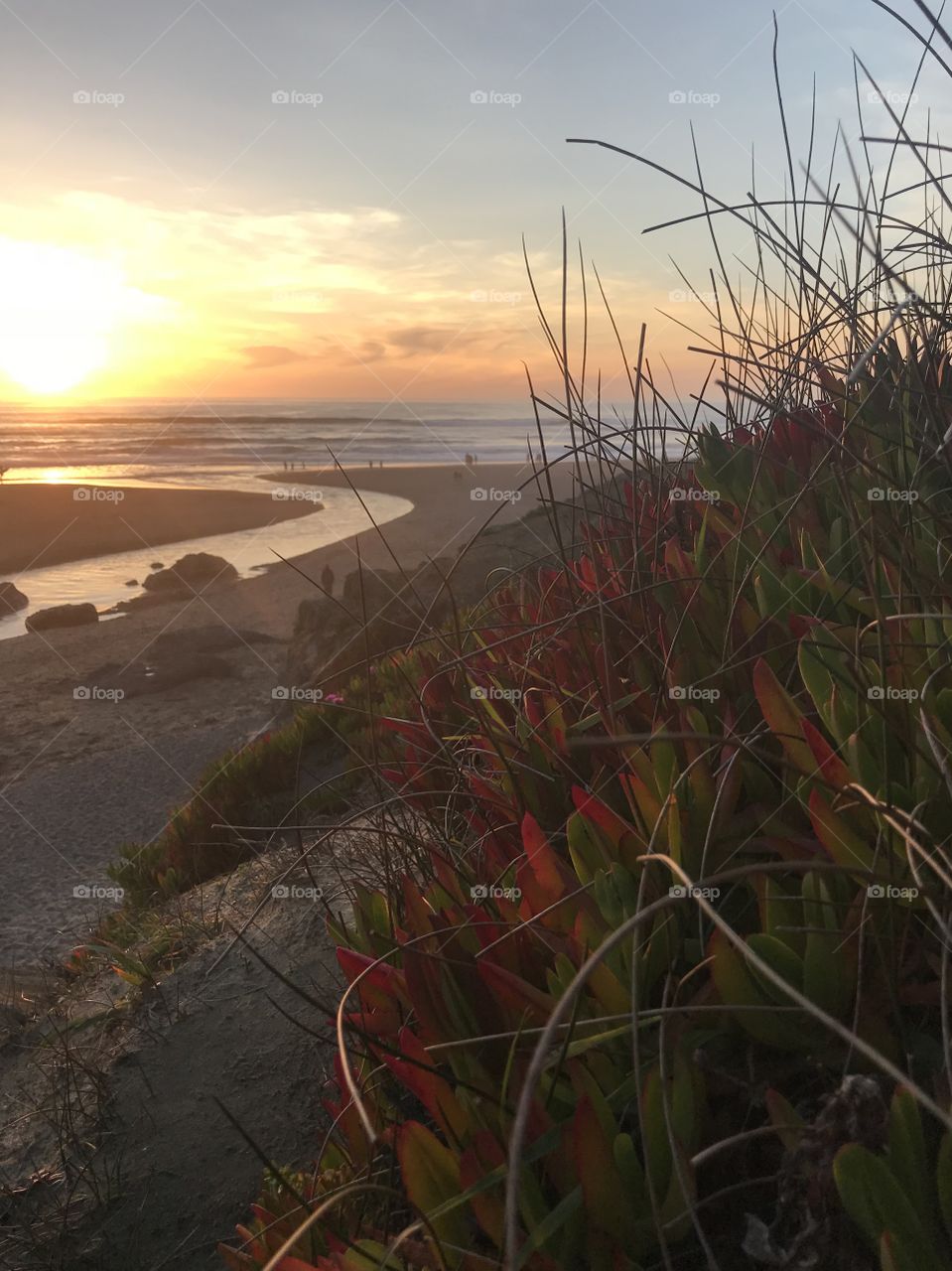 The sun sets on the coastline as the waves crash in. A closeup of the succulents and grass that line the cliffs in the foreground. 