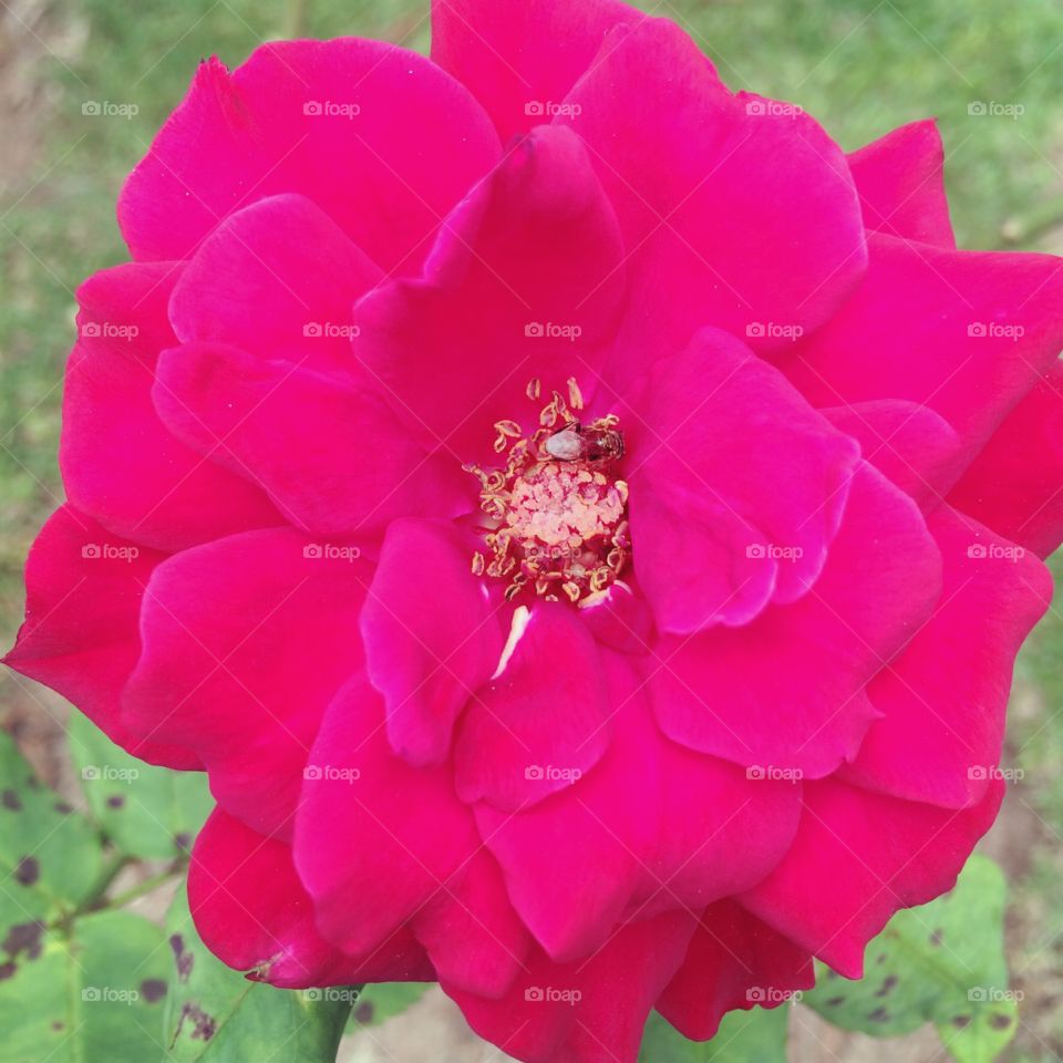 🌼#Flores do nosso #jardim, para alegrar e embelezar nosso dia!
#Jardinagem é nosso #hobby.
🌹
#flor #flowers #flower #pétalas #garden #natureza #nature #flora