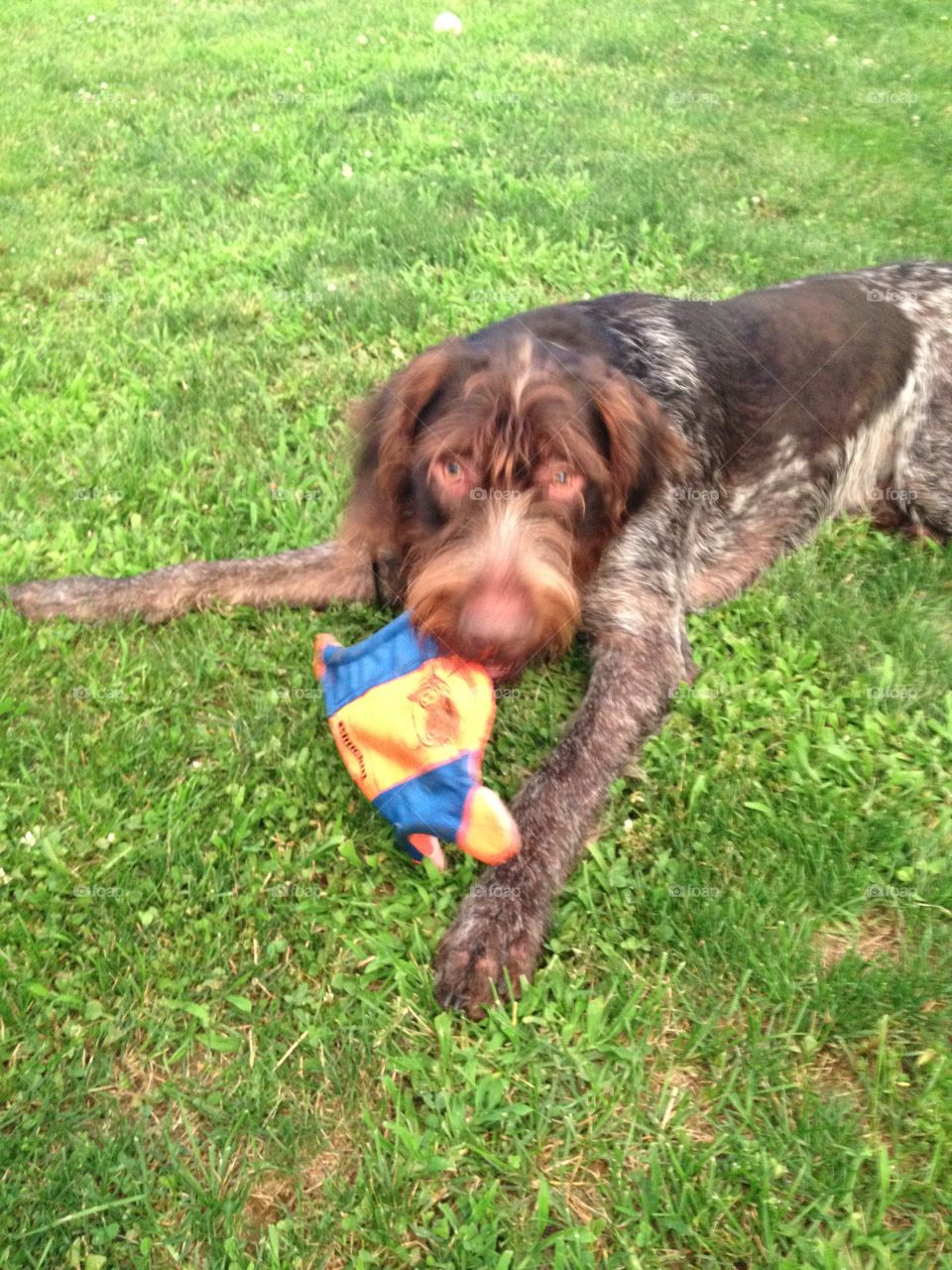Bart. Playing with toy