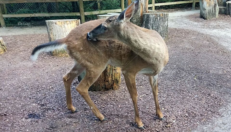 a female deer cleaning herself at Magnolia Plantation