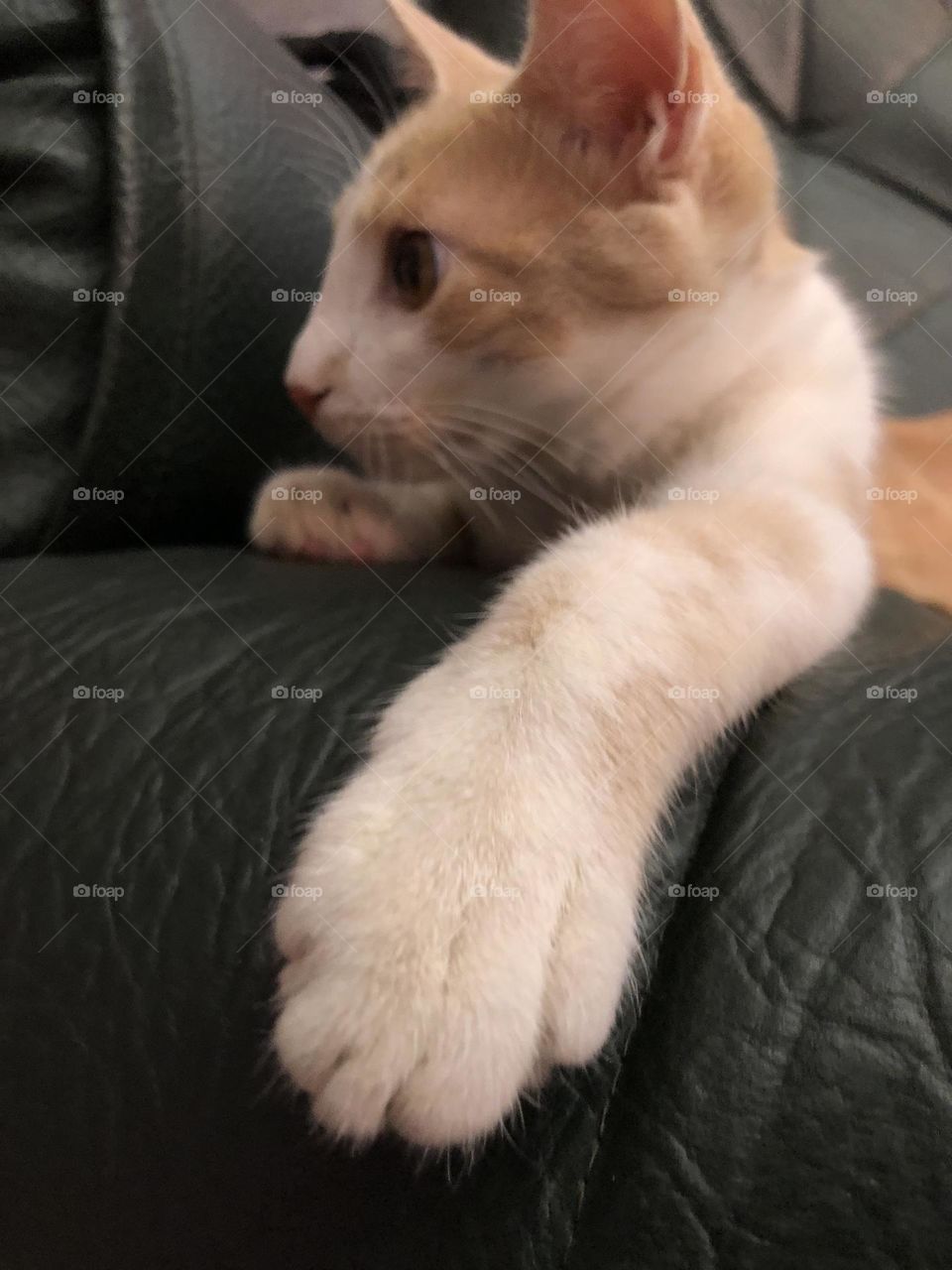 Beautiful cat looking at camera.