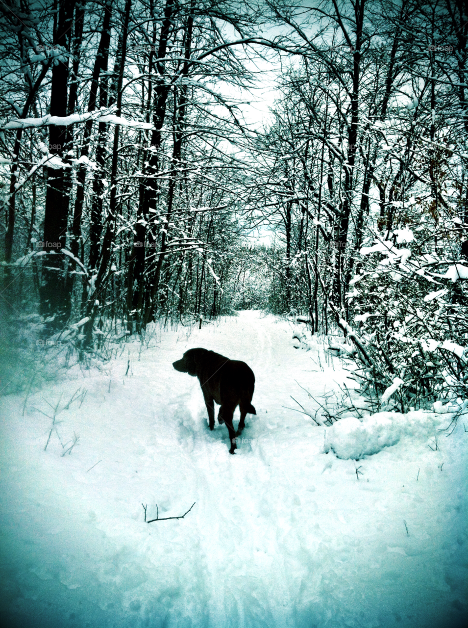 cudahy wi winter hiking labrador by doug414