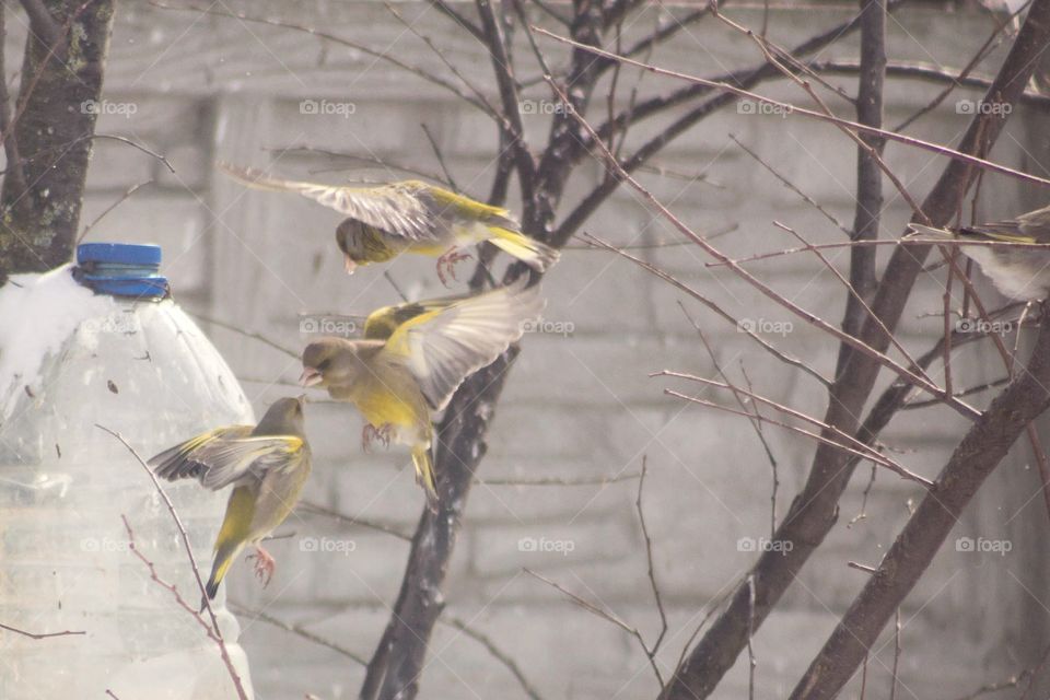 Birds argue over food.