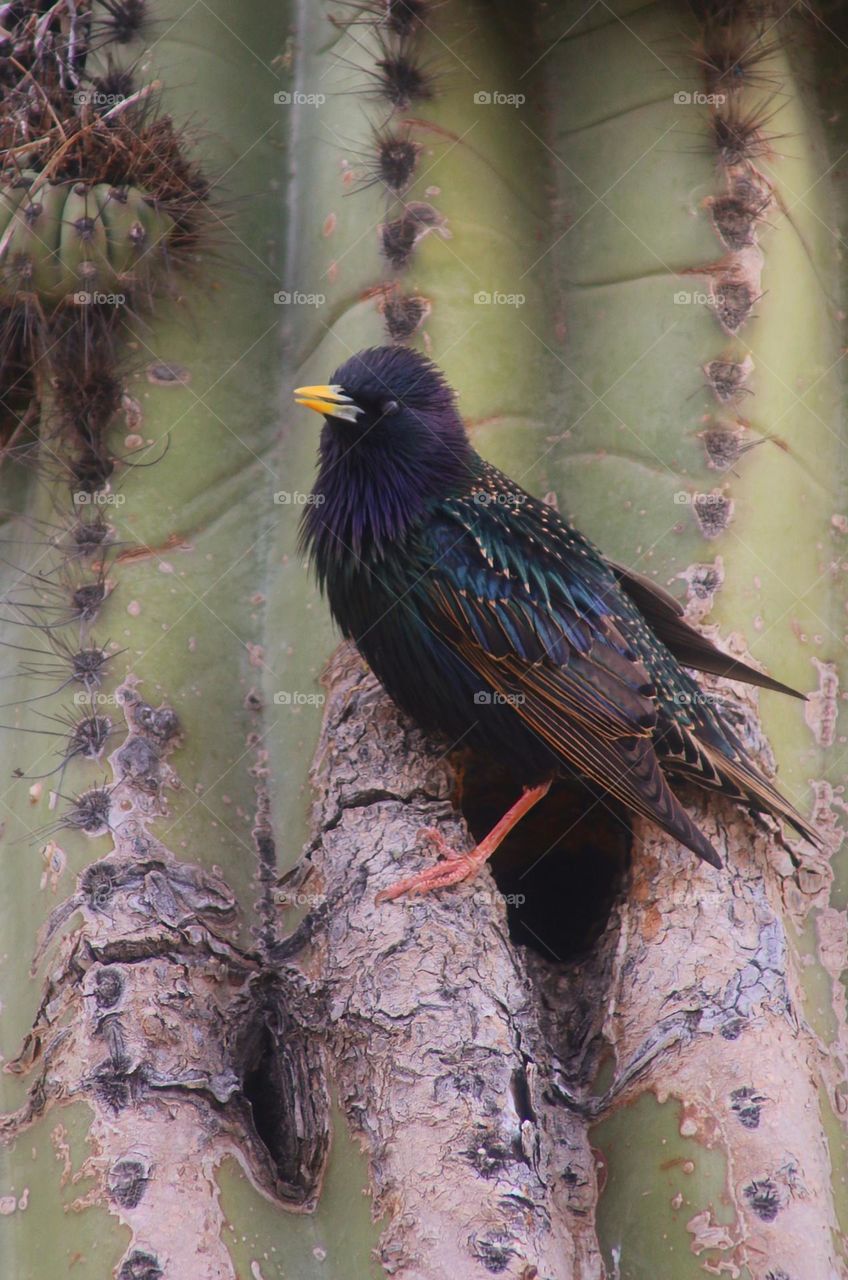 Starling at Entrance to Nest in Saguaro Cactus