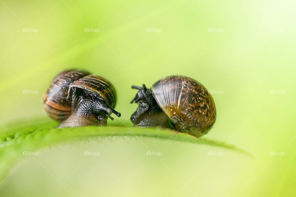 Pair of snails 