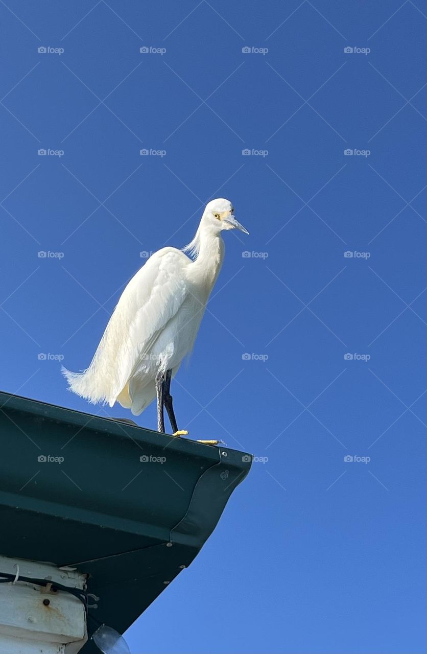 Snowy egret perched on a rooftop 