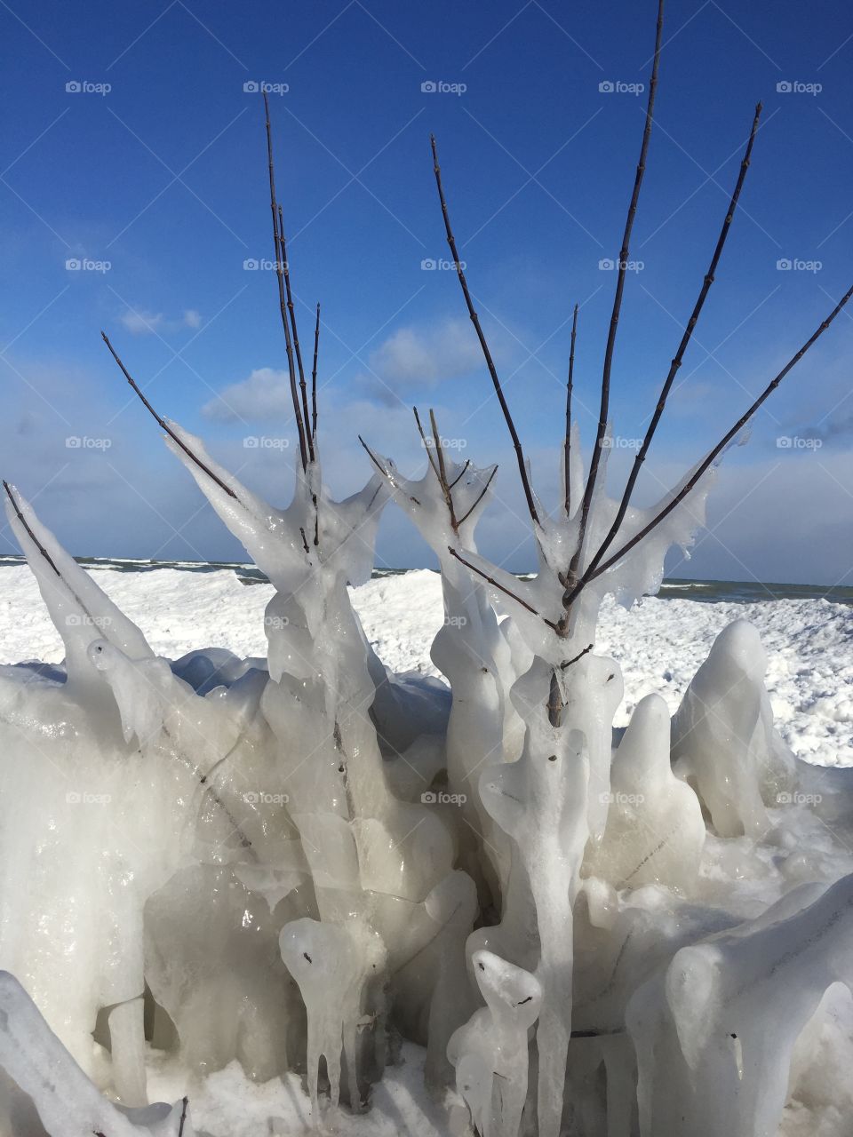 Closeup of branches encased in ice on sub zero day along Lake Michigan 