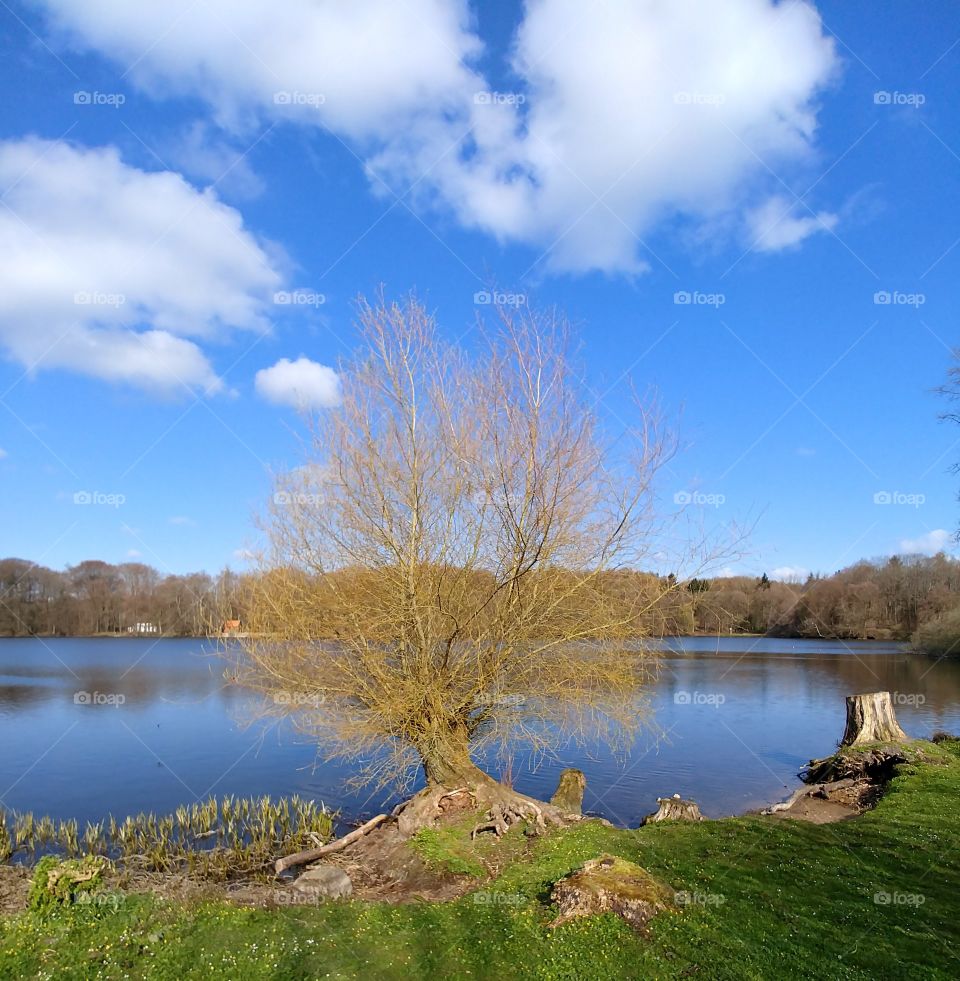 frühling himmel blau baum wasser see wiese grün
