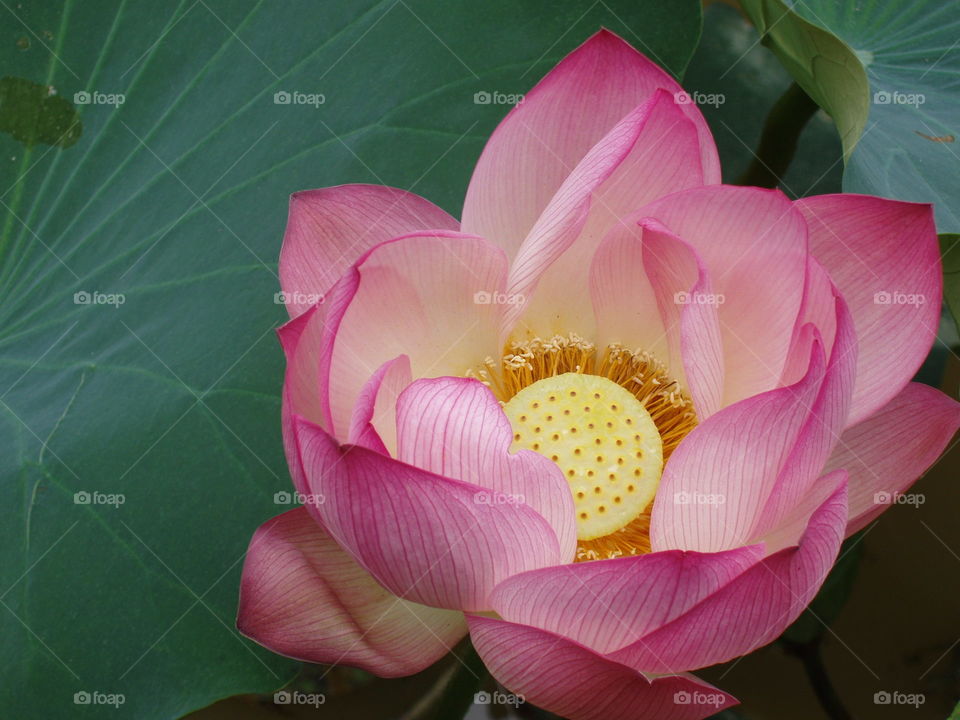 Pink Lotus Flower. Kaili, Guangzhou Province, China
