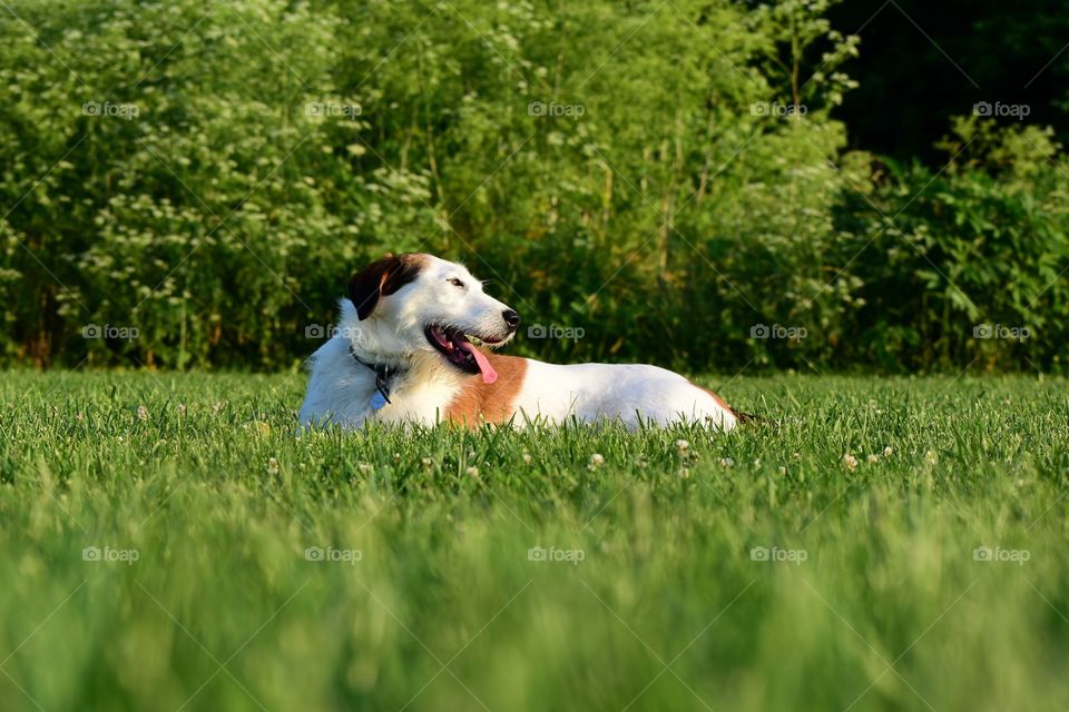 Cute dog playing in field of grass 