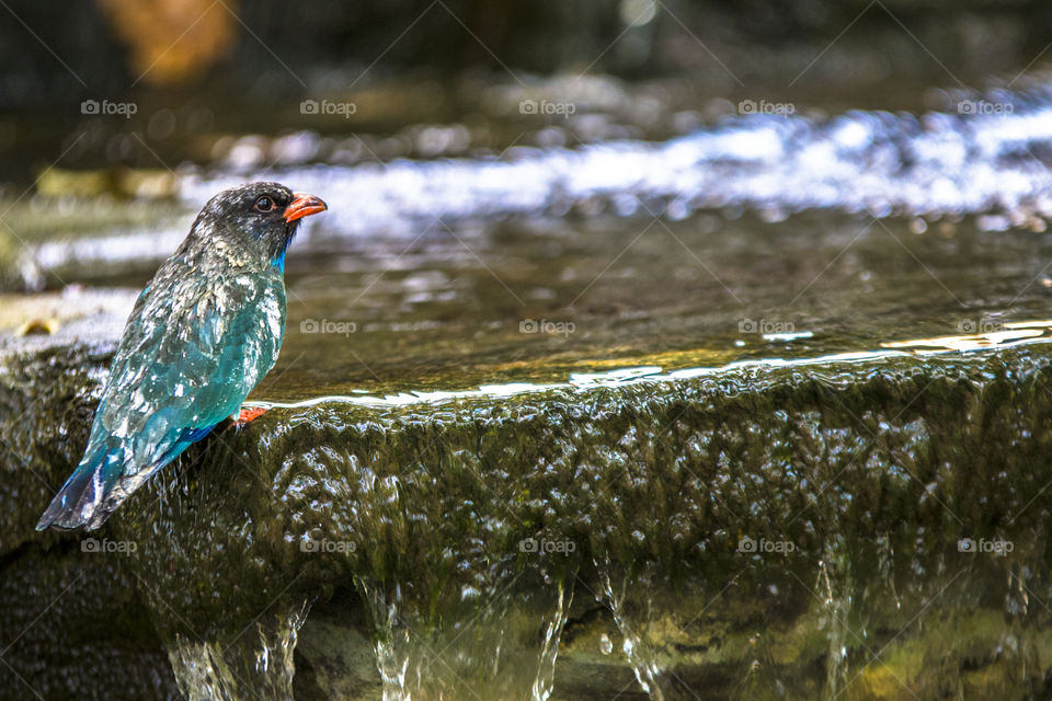 Bathing