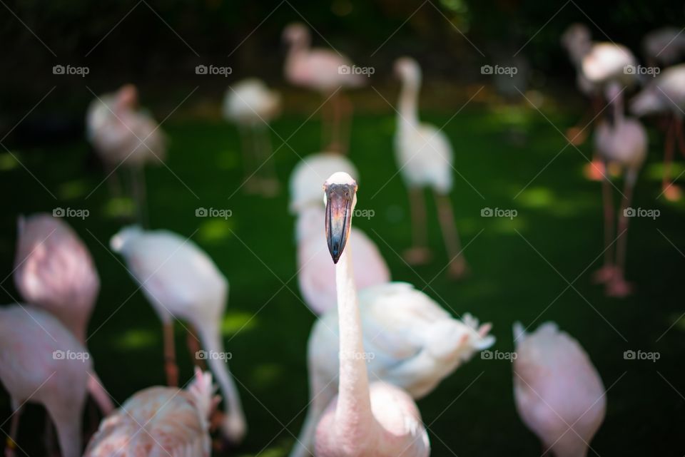 Flamingos in zoo