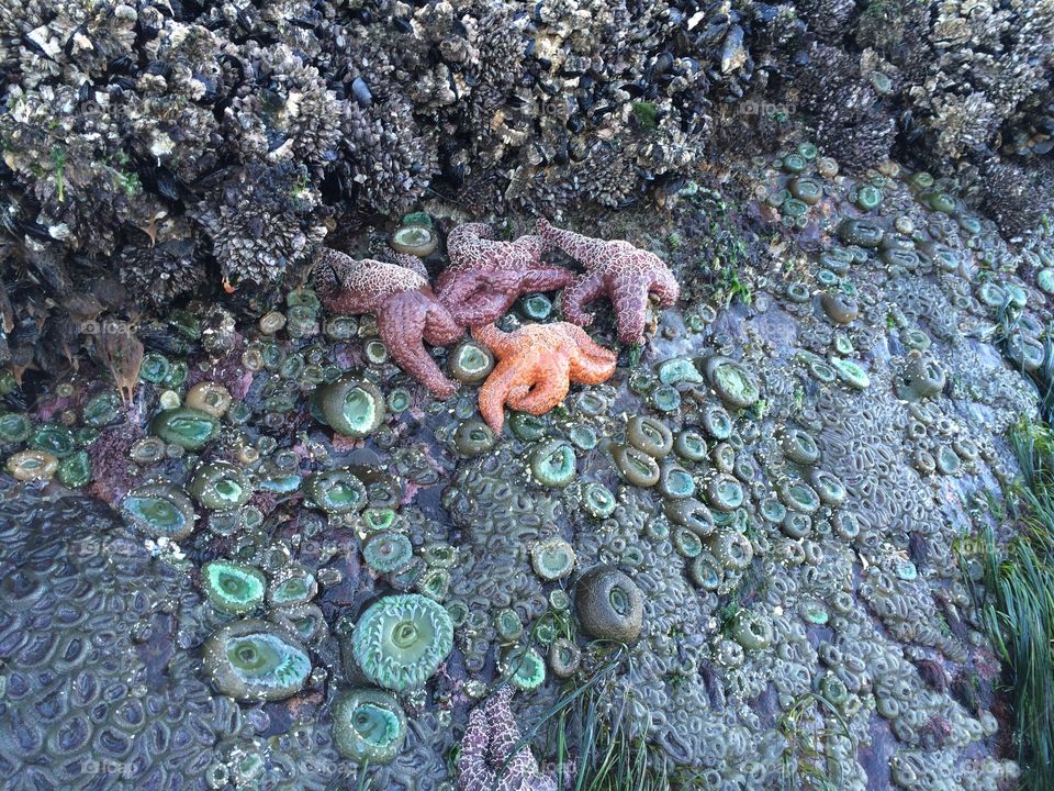 Sea creatures resting on a rock