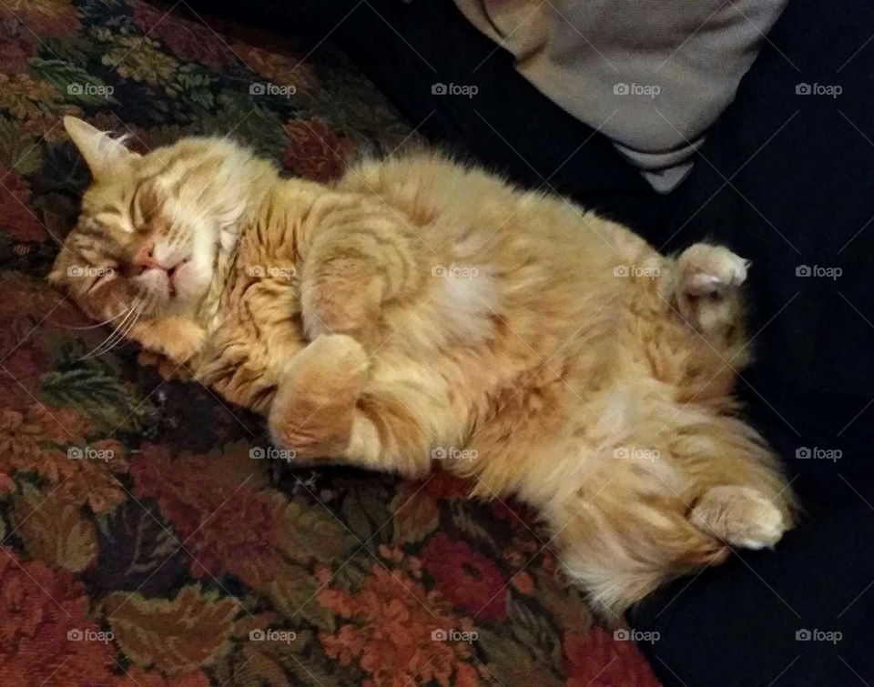 Orange long-haired cat in a deep sleep lying on his back