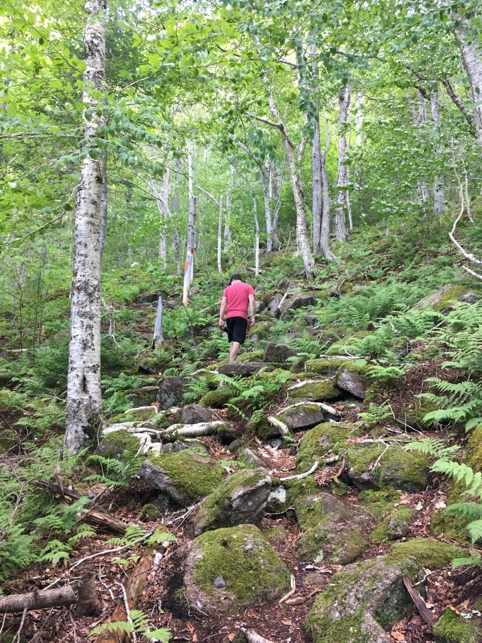 Hiking the lush, vibrant green and wild Salt Mountain at Whycocomagh Provincial Park. 
