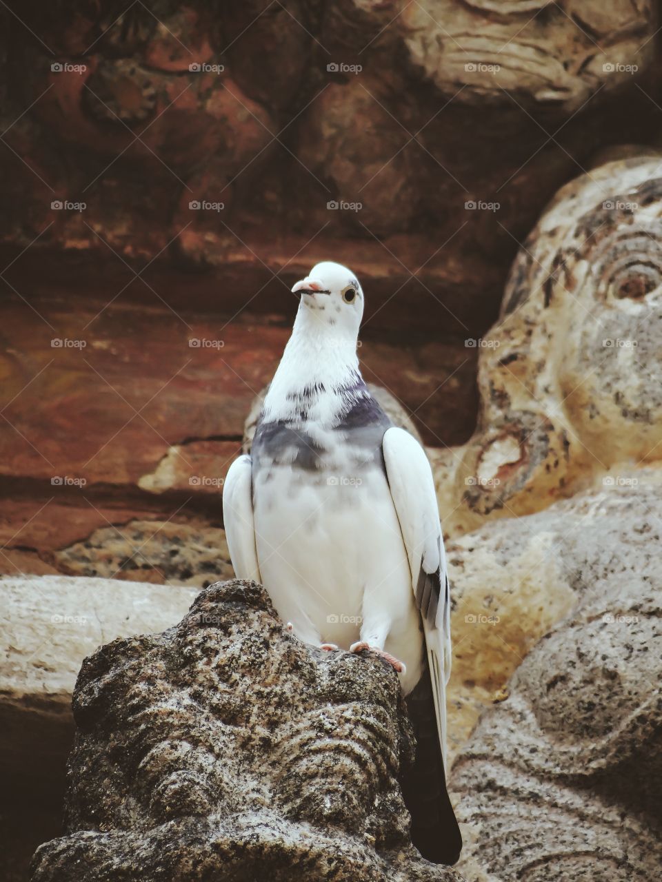 Low angle view of bird on rock