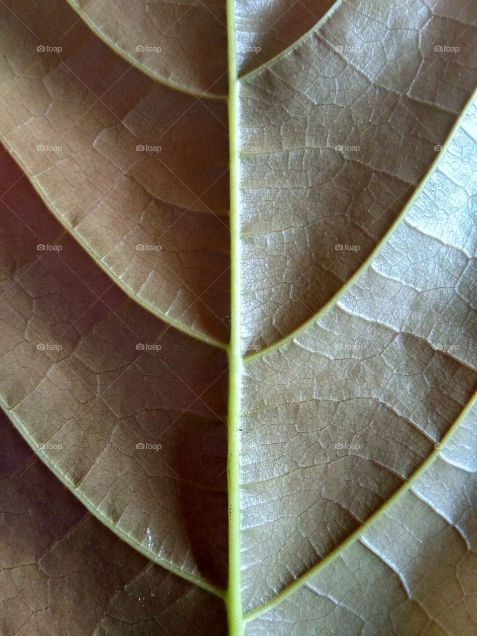 leaf, cocoa leaf, tree, nature