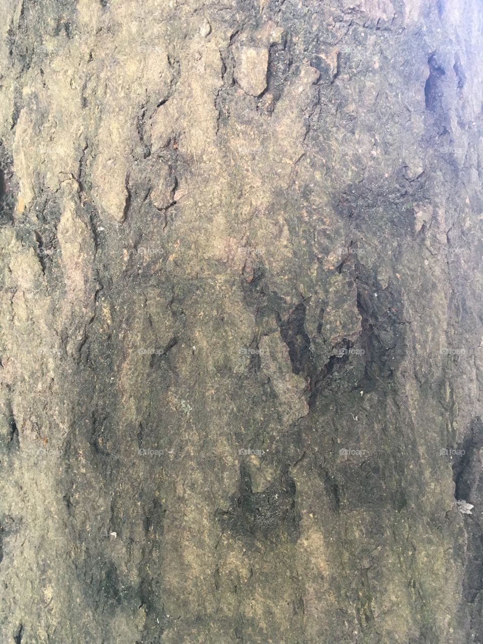Mango Tree Texture