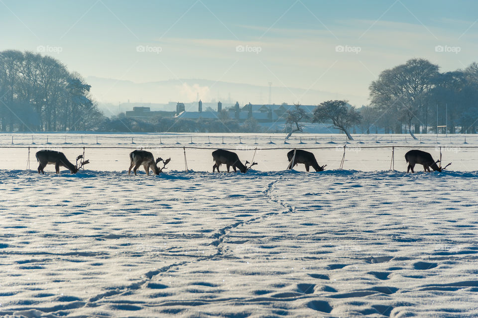 Five deer. European Roe Deer or Western Roe Deer.