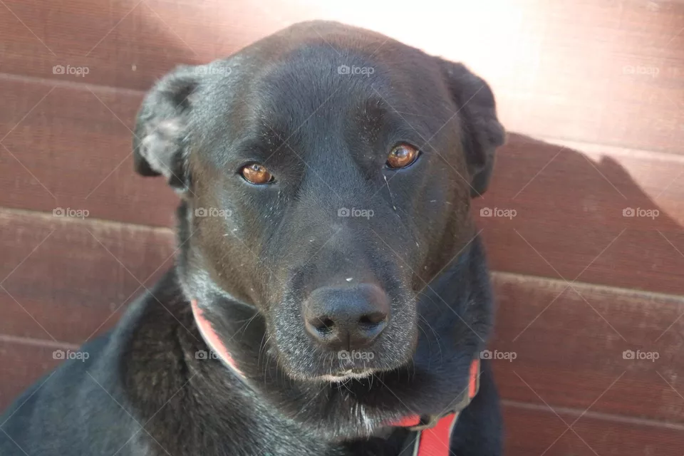 Cute dog face