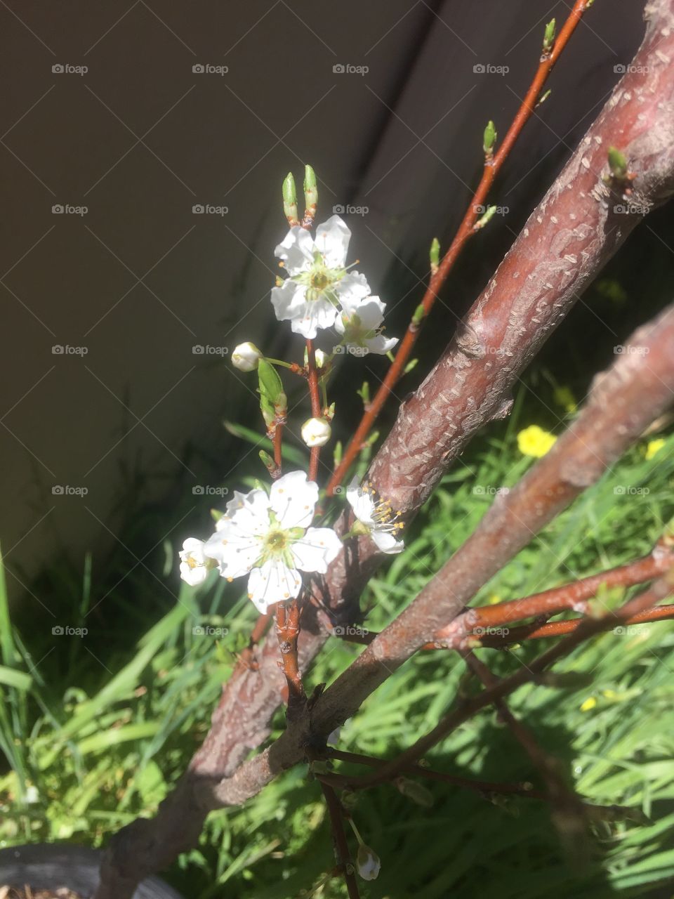 Budding plum tree branches 