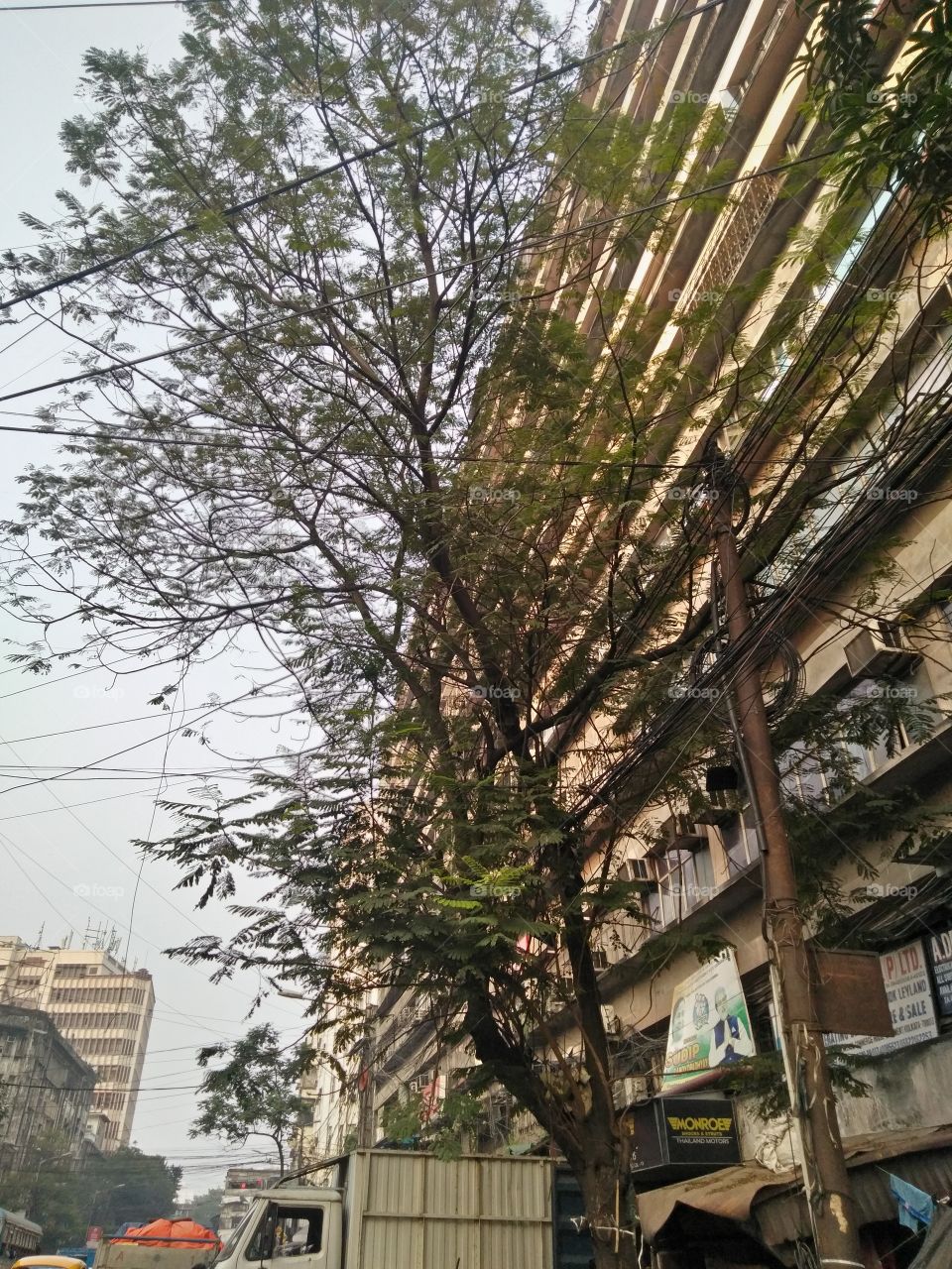 A tree fighting to survive and thrive amongst the cruel city environment in Kolkata