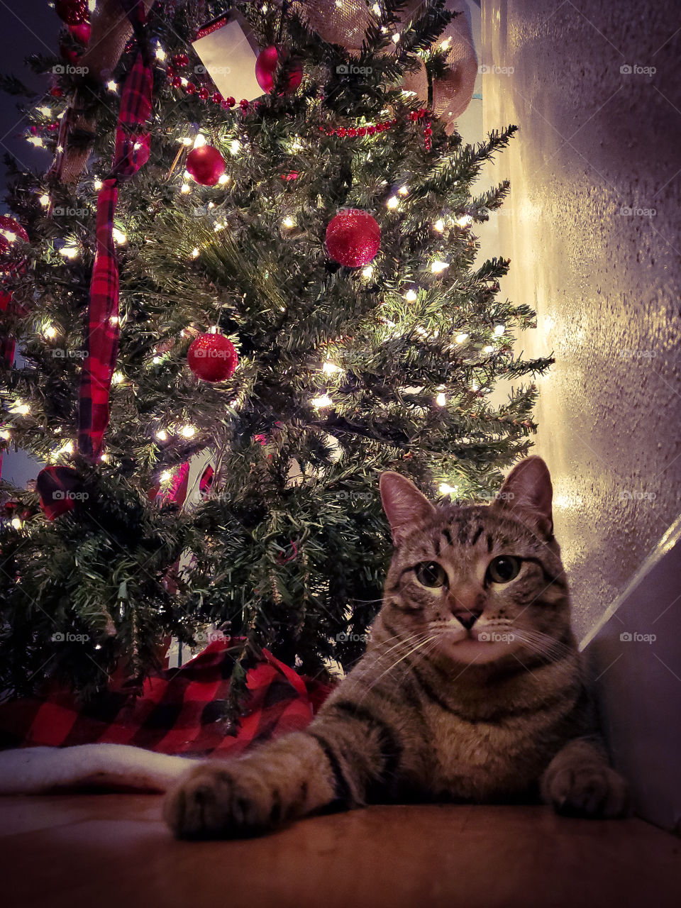 Tabby guarding lit Christmas tree at night that has very few decorations remaining because he has slowly removed ornaments and ribbons and bent the branches.