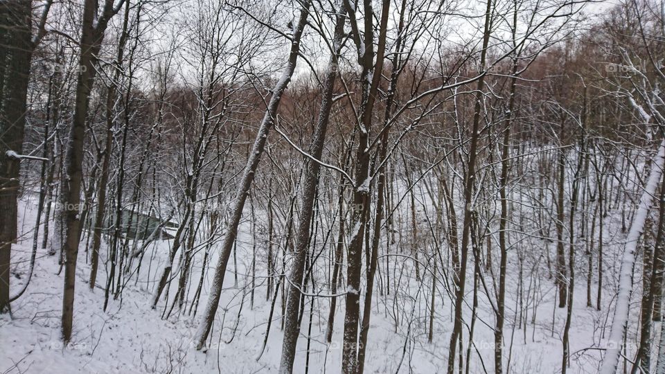 snow forest
