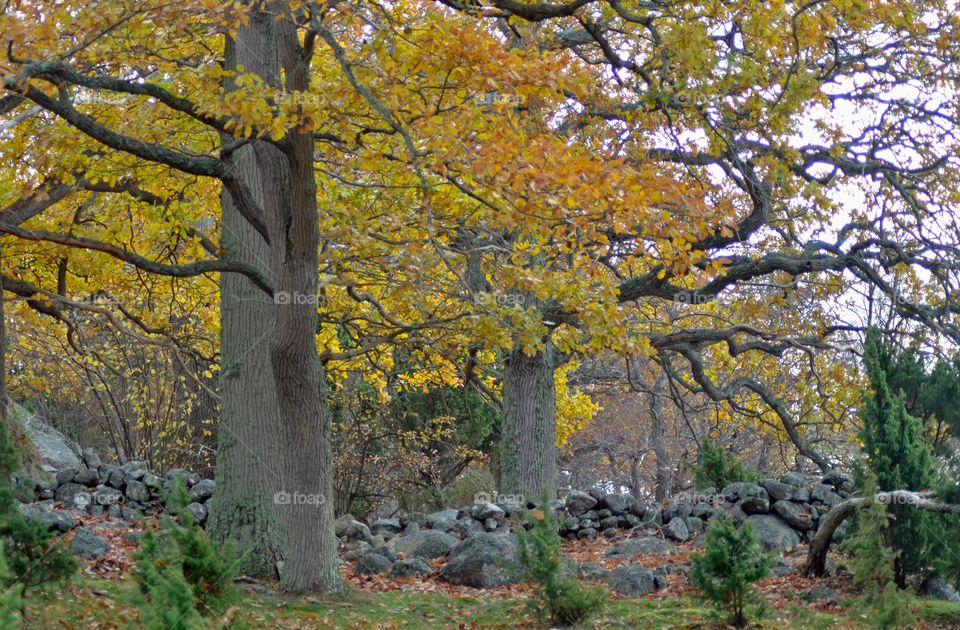 Oaktree at fall, Stonewall