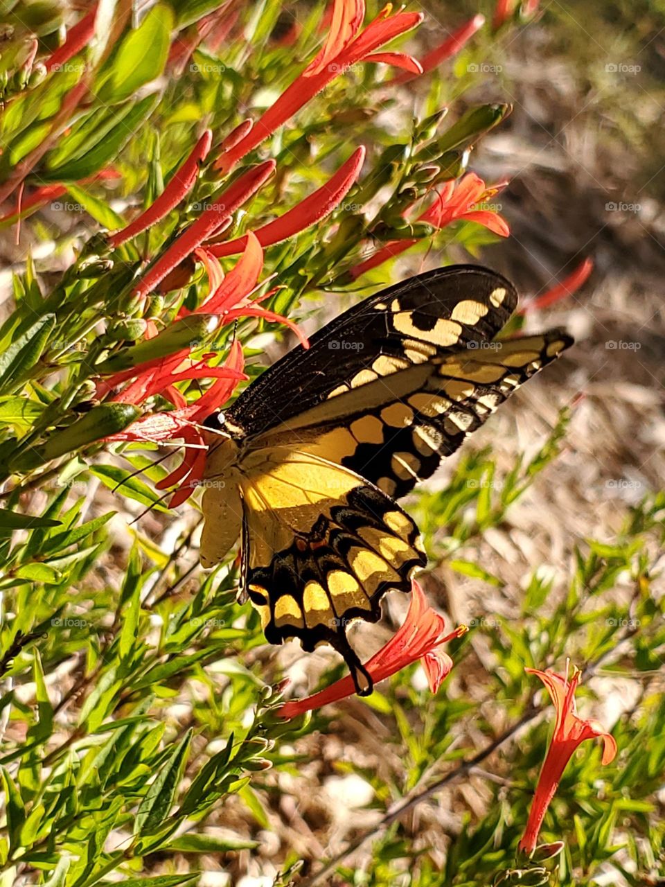 The captivating yellow, black, blue and orange giant swallowtail. It is feeding on the nectar of red flowers from the Hummingbird Bush also known as Flame Acanthus. It is a beautiful bright sunny day.