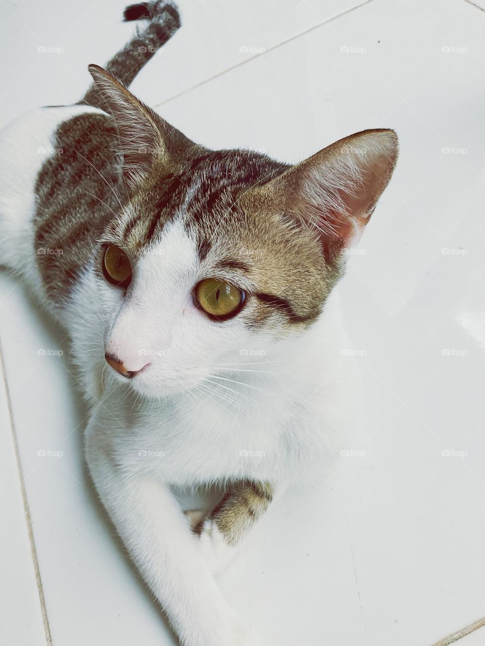 “As every cat owner knows, nobody owns a cat.”