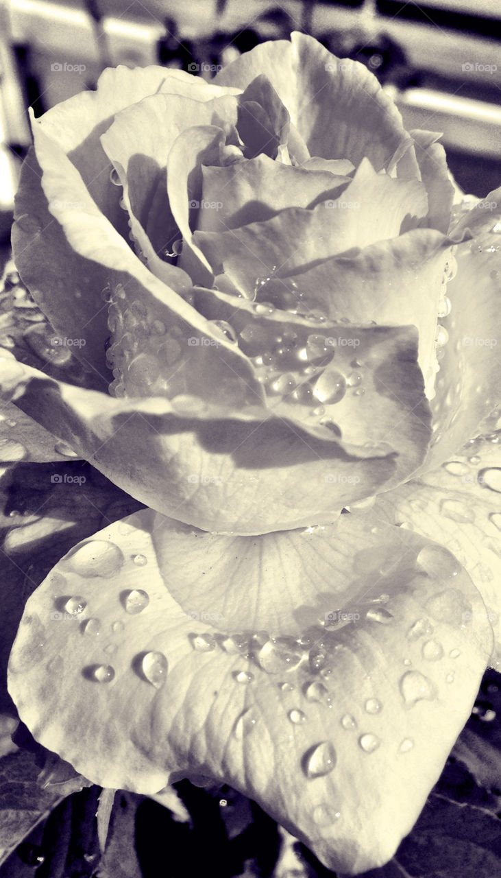 layers love rain rose by probie15