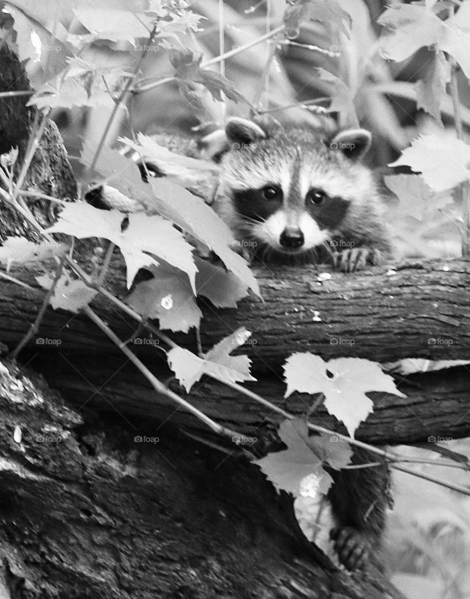 Baby raccoon looking out from tree