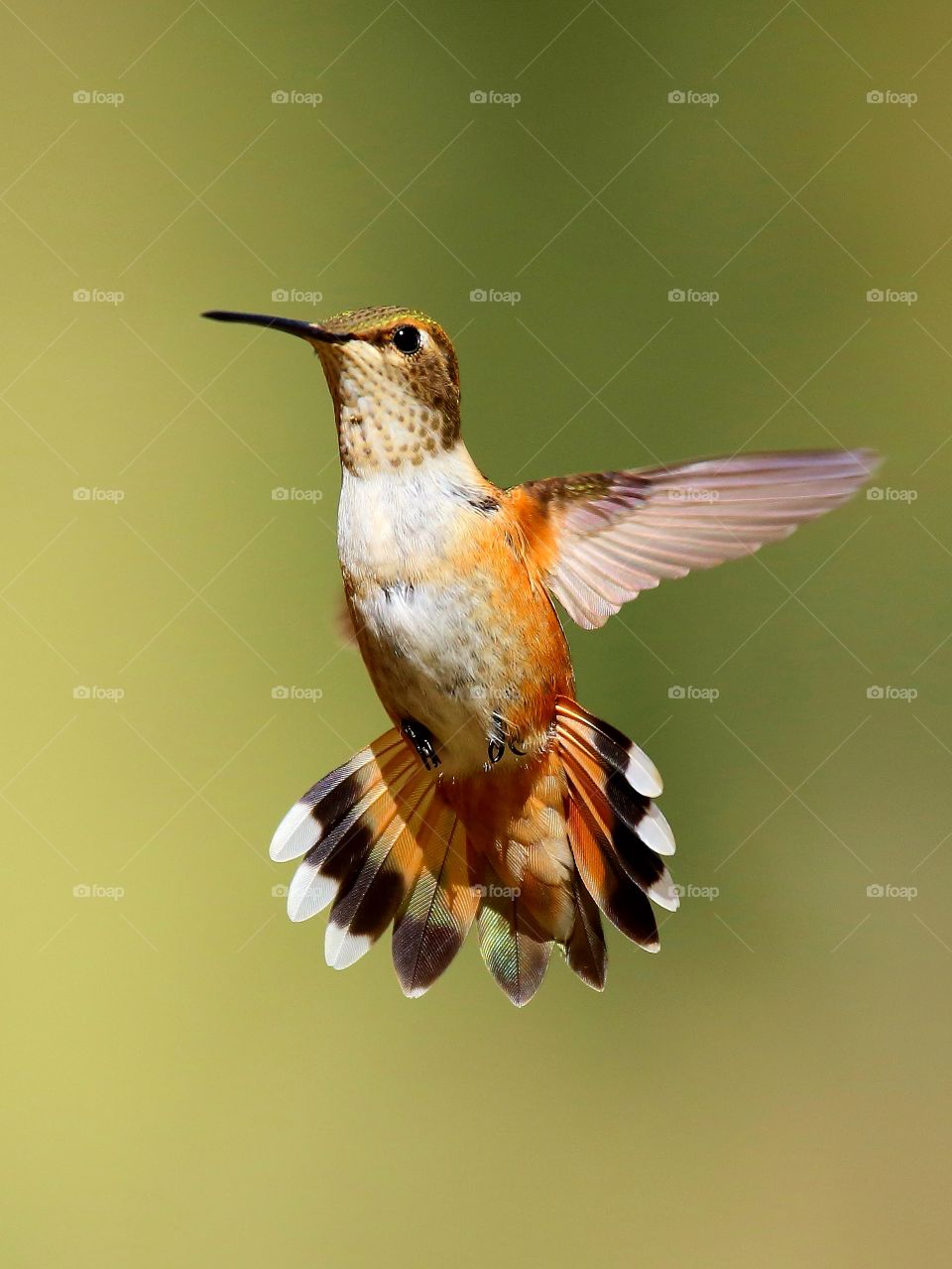 rufous hummingbird in flight  Colorado