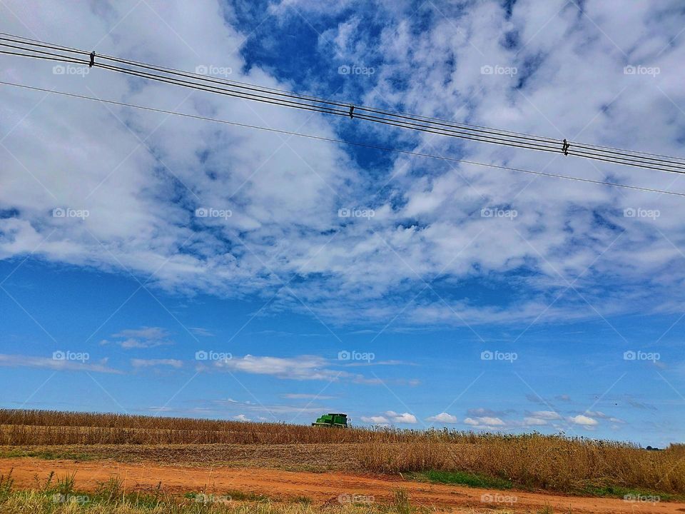 The rural roads in the interior of Brazil are beautiful, with unique landscapes, including plantations typical of each location. The photo highlights the work in the cultivation of sugar cane.
