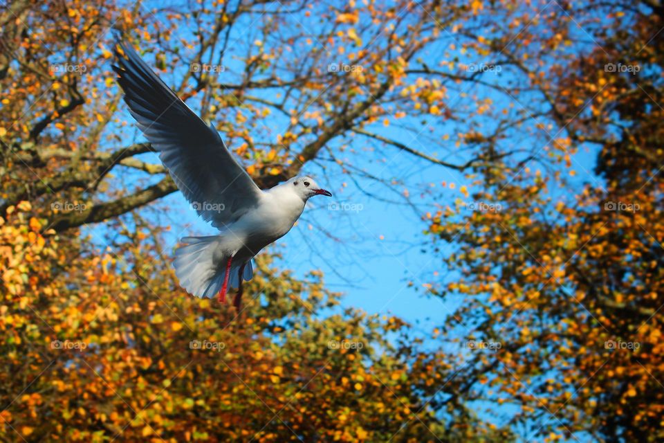 Seagull spreading wings before touchdown