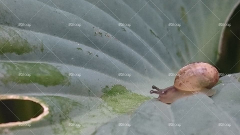little garden snail on a leaf