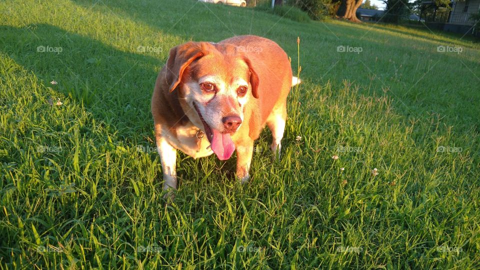 Beagle standing in grass