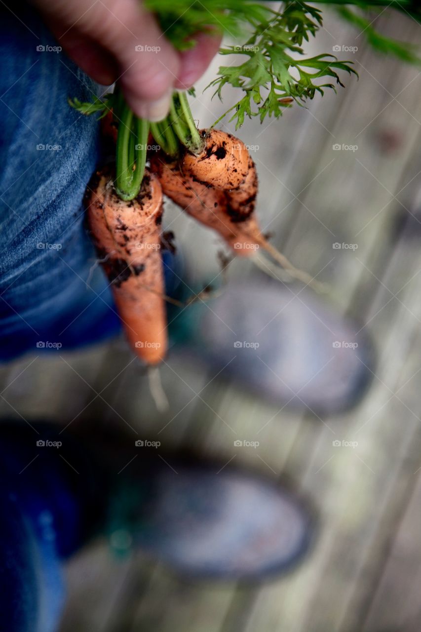 Man's hand holding a bunch of freshly carrots