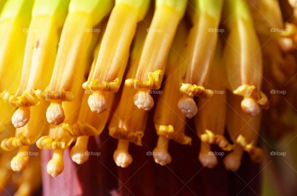 banana flower