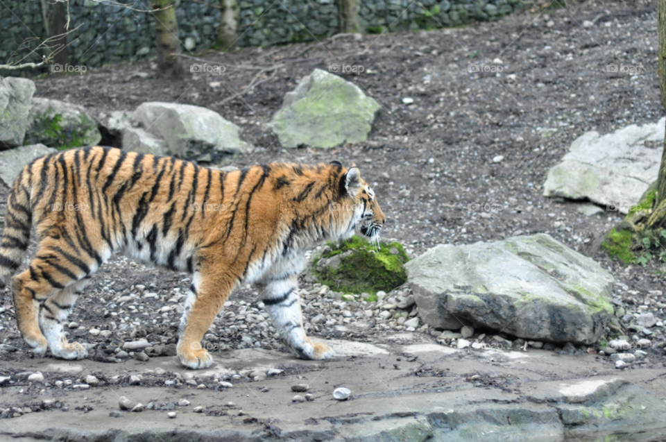 cat animal tiger zoo by nivoa