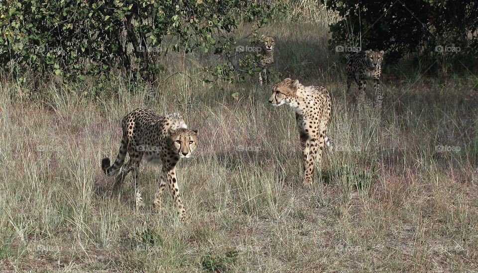 Coalition of cheetahs