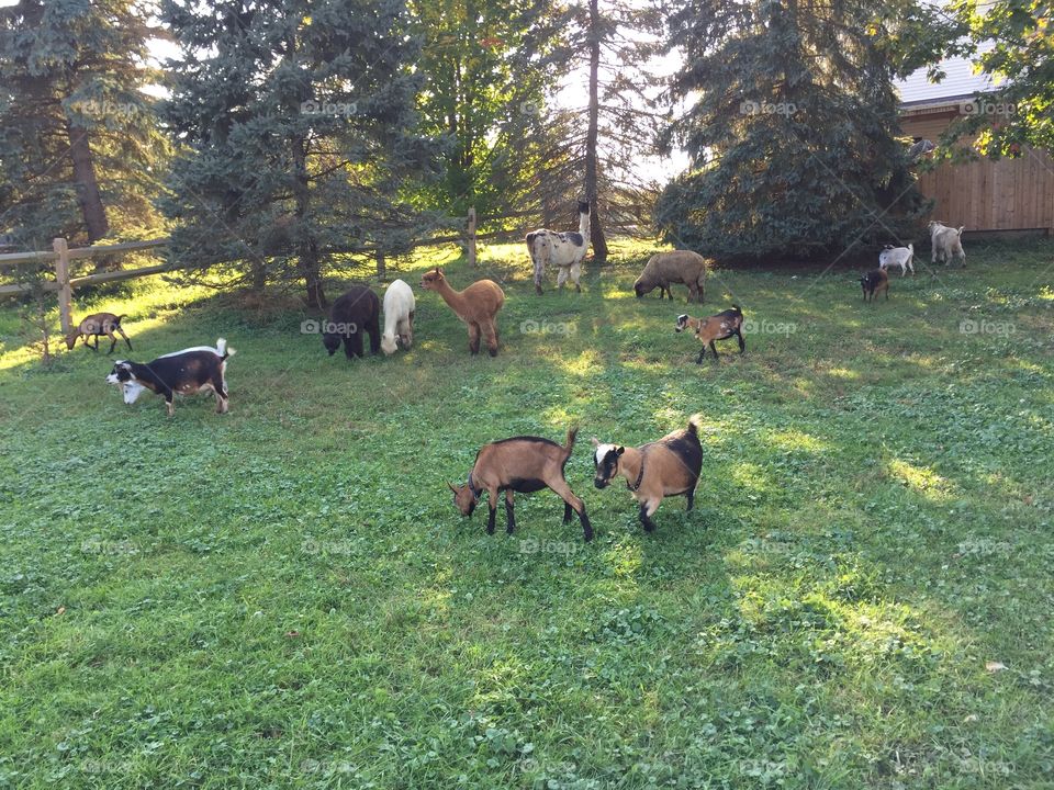 Goats and alpacas grazing. 