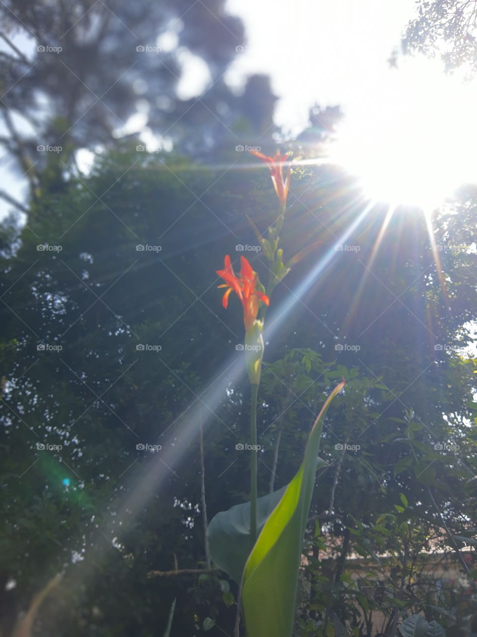 flower under the sunlight