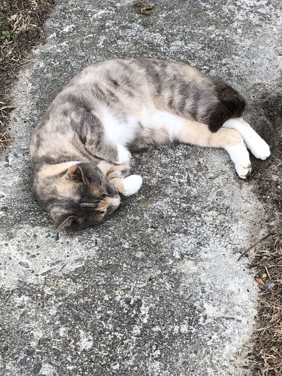 Sleeping cat on the ground 