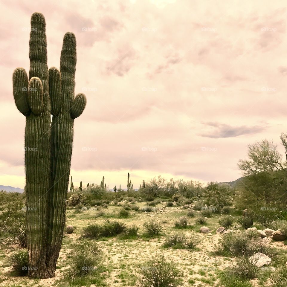 Pink Sky Double Cacti