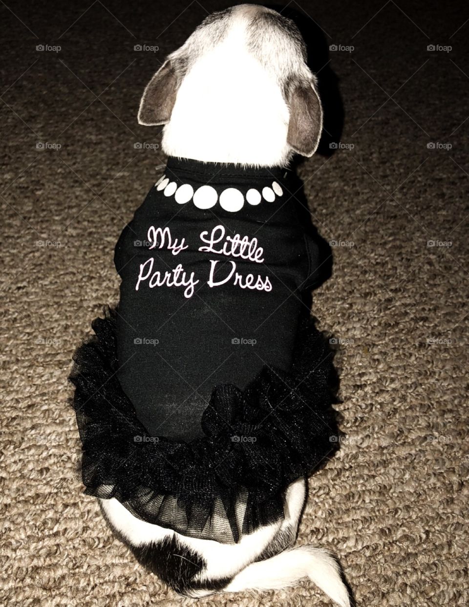 My baby girl Miss Fig, a teacup chihuahua, that is the light of my life.  She is the sweetest girl in the world. My Little Party Dress.  She usually doesn’t wear clothes but sometimes she likes to model.