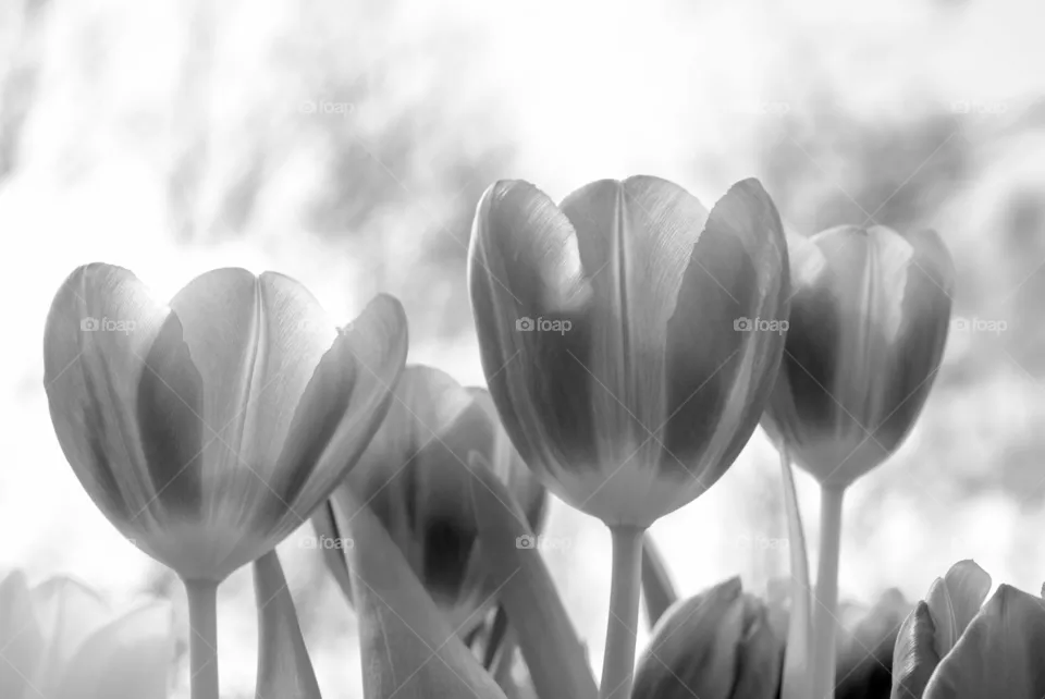 Tulip