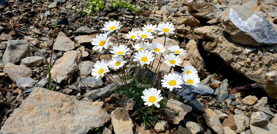 White and yellow flower from moutain