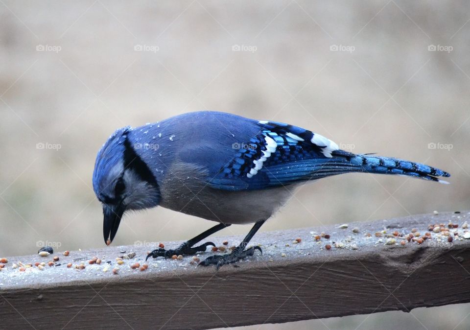 blue Jay